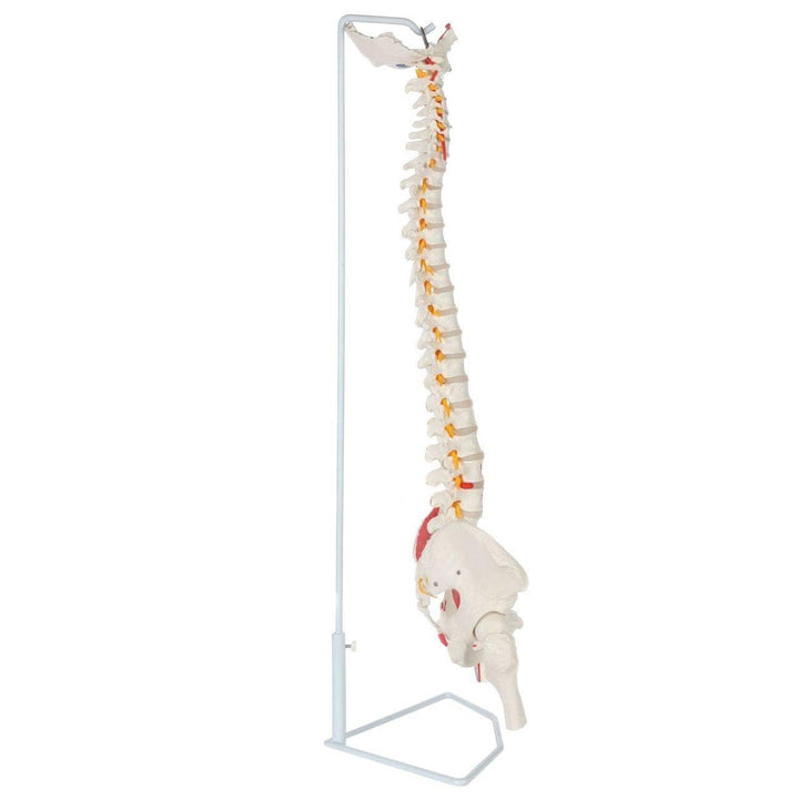 Cranstein Scientific S24.3117 Spinal Column With Muscle Painting