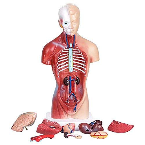 11-inch Male Human Torso Body Anatomy Model Including Skeleton Visceral for Medical Students Study