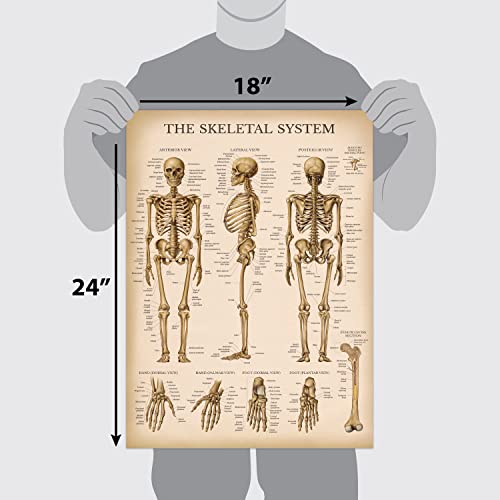 Vintage Muscular & Skeletal System Anatomical Chart Set - Human Skeleton & Muscle Anatomy Posters (LAMINATED, 18 x 24)