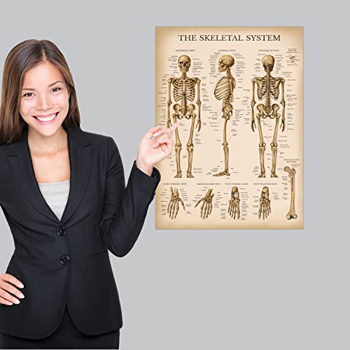 Vintage Muscular & Skeletal System Anatomical Chart Set - Human Skeleton & Muscle Anatomy Posters (LAMINATED, 18 x 24)
