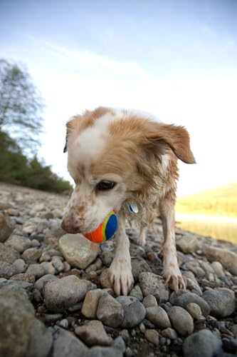 Whistler Ball Dog Toy, Pack of 2, Multicolor, Medium (2.5 Inch Diameter) for Dogs 20-60 lbs