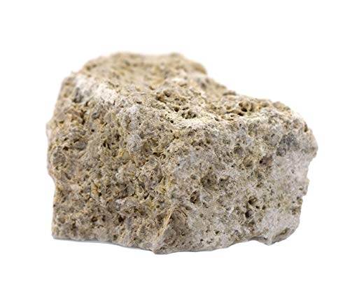 Raw Fossiliferous Limestone, Sedimentary Rock Specimen - Approx. 1 - Geologist Selected & Hand Processed - Great for Science Classrooms