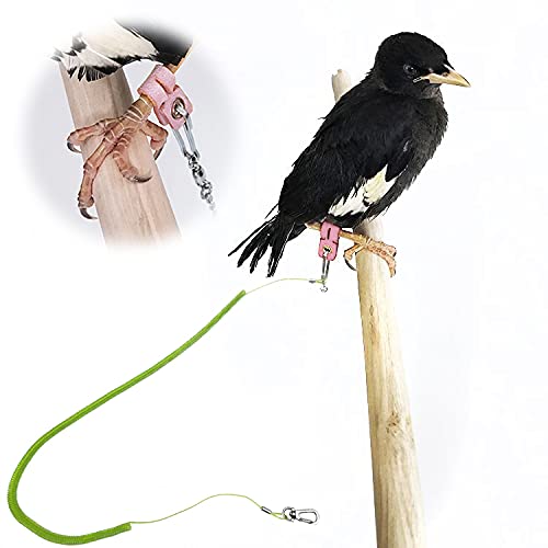 Parrot Bird Harness Leash Anti-bite Outdoor Flying Training Rope with 5pcs Different Sizes of Soft Foot Loops and Training Whistle(Upgraded Version of Ankle Ring)
