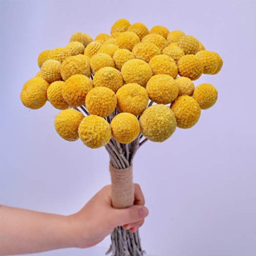 Dried Craspedia Yellow Billy Balls 40 Stems, 1-1.5 inch in Diameter, Dried Flower Branch for DIY Flower Arrangements Home Decor