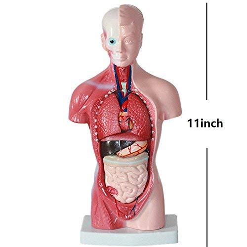11-inch Male Human Torso Body Anatomy Model Including Skeleton Visceral for Medical Students Study