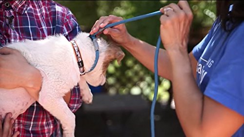 Slip Lead Leash™ - 2-in-1 Slip Collar Dog Training Lead & Collar | Heavy Duty Durable Weatherproof Rope Leash, No Pull Training | Length 4ft Diameter 4/10”(Regular, Pink/Grey)