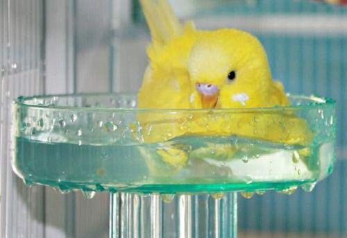 Quick Lock Bird Cage Bath for Lovebirds, Canaries, Finches, Parakeets, and Cockatiels and Other Small to Medium Feathered Friends (Pack of 1)