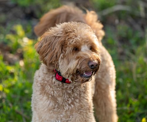 CPAD-011 Dog Training Collar Receiver Comfort Pad, Improves Contact, Reduces Irritation and Skin Sensitivities, Winged Ultra Comfort, Long Hair