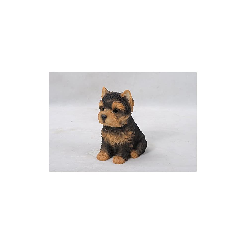 Sitting Yorkshire Terrier Puppy, Brown/Black, 6.5