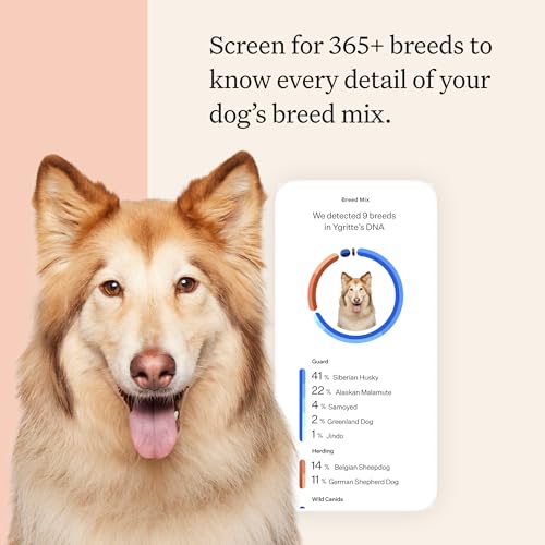 Panel Premium Dog DNA Kit: Most Comprehensive with 265+ Health Tests, Identify 365+ Dog Breeds, 50+ Traits, Relatives, Ancestry, Genetic Diversity - 1 Pack