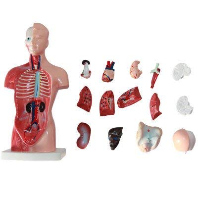 11-inch Male Human Torso Body Anatomy Model Including Skeleton Visceral for Medical Students Study