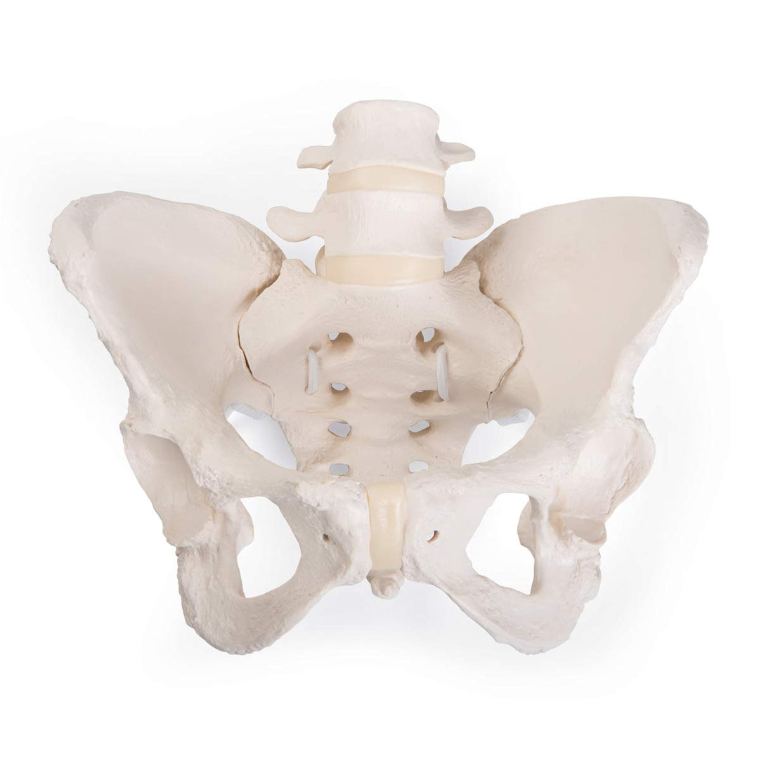 GmbH 1019864 Flexible Female Pelvis Model, Life Size, Bone