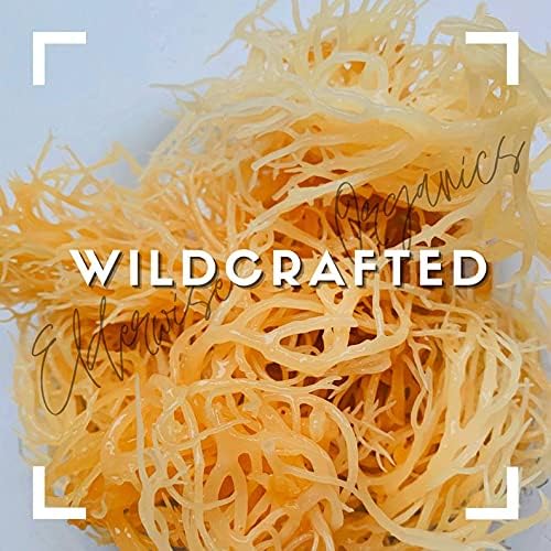Sea Moss | WILDCRAFTED | 2.5 oz that makes 64 oz of gel | Raw + Non GMO | Sundried | MINERAL RICH | Saint Lucia Sea Moss | GOLDEN