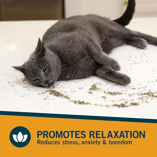 OurPet's Premium Catnip - 2.25 oz Jar of High Potency Catnip - 100% North American Grown