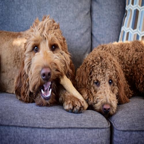 Dogwood Wood Alternative Dog Chew Toy, Small
