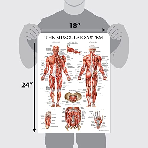 3 Pack - Muscle + Skeleton + Nervous System Anatomy Poster Set - Muscular and Skeletal System Anatomical Charts - Laminated 18 x 24