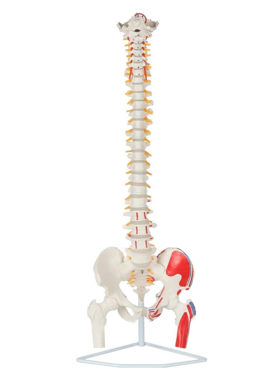 Cranstein Scientific S24.3117 Spinal Column With Muscle Painting
