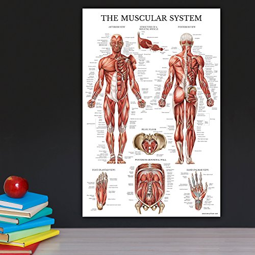 3 Pack - Muscle + Skeleton + Nervous System Anatomy Poster Set - Muscular and Skeletal System Anatomical Charts - Laminated 18 x 24