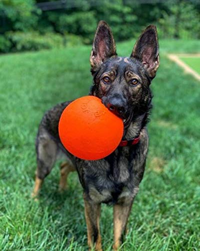 Dog 6-Inch Bounce-n-Play, Orange, 6 Inches/Medium