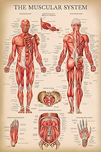 Vintage Muscular System Anatomical Chart - Human Muscle Anatomy Poster (LAMINATED, 18 x 24)