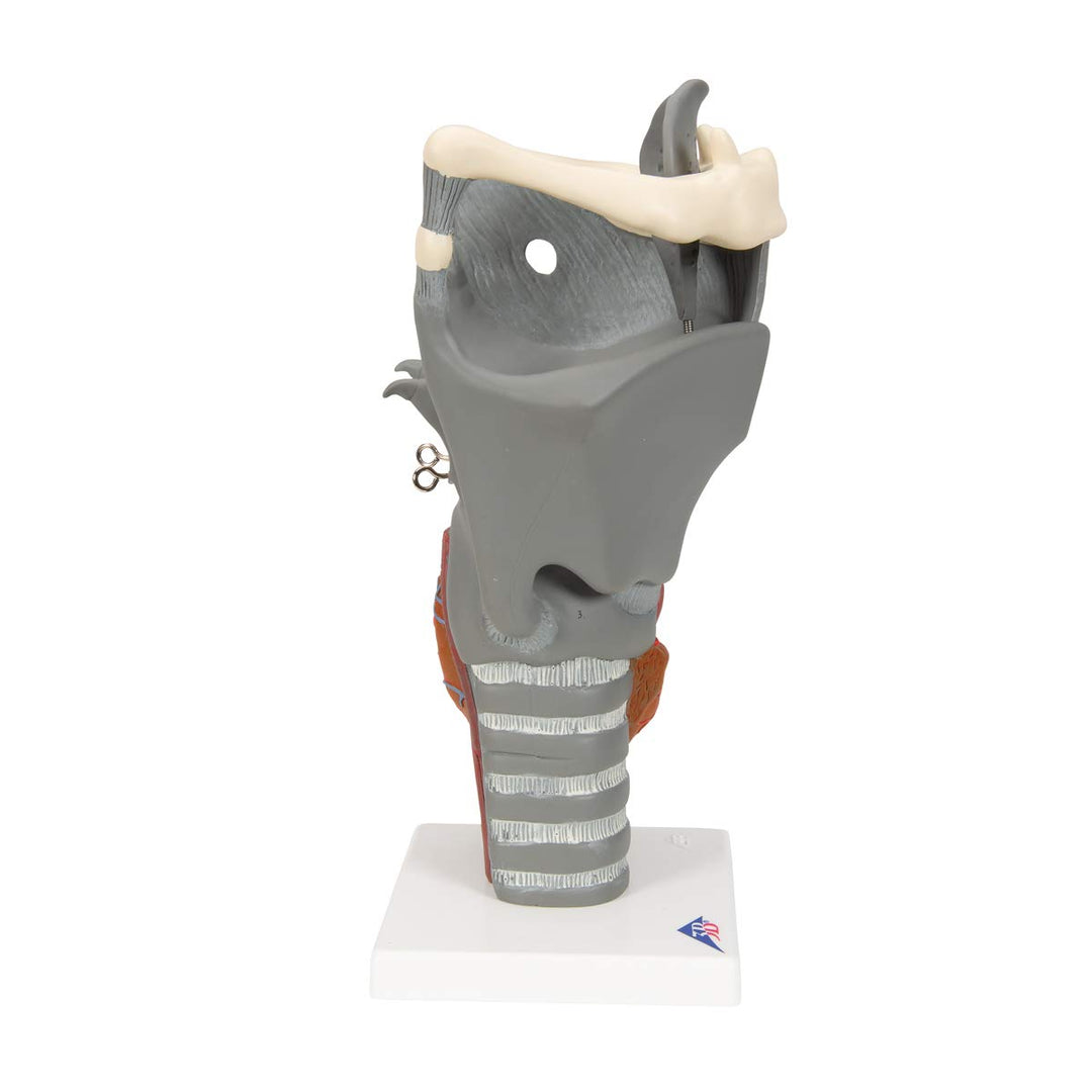 G20 Functional Larynx 2.5x life size - 3B Smart Anatomy