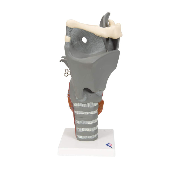 G20 Functional Larynx 2.5x life size - 3B Smart Anatomy