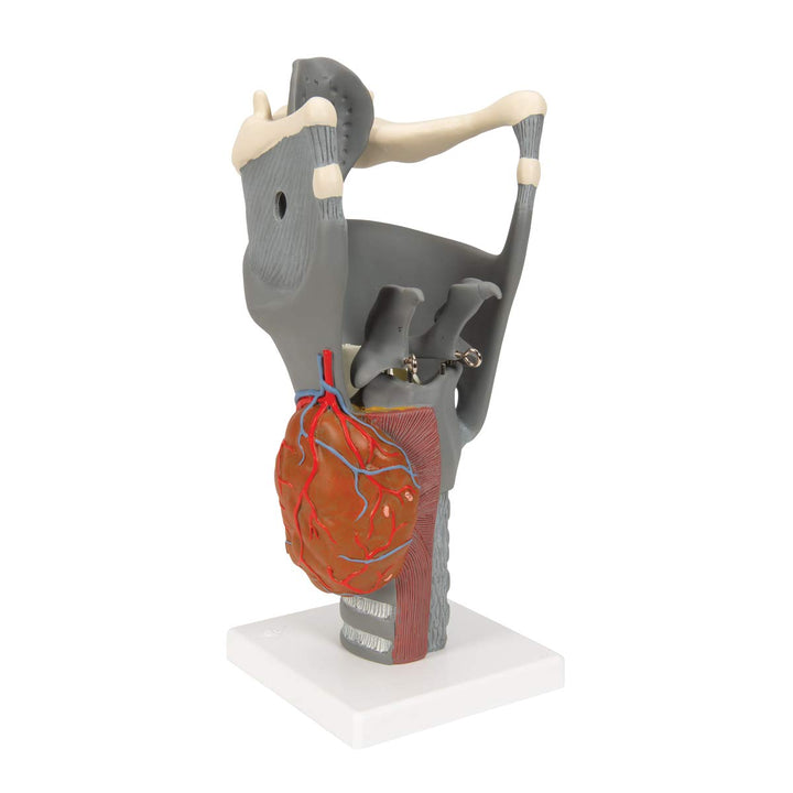 G20 Functional Larynx 2.5x life size - 3B Smart Anatomy