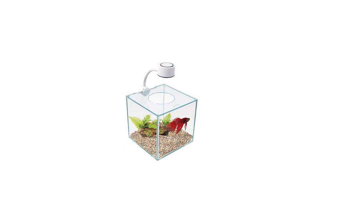 CUBUS Glass Betta Kit – Elegant Glass Aquarium for Homes or Offices