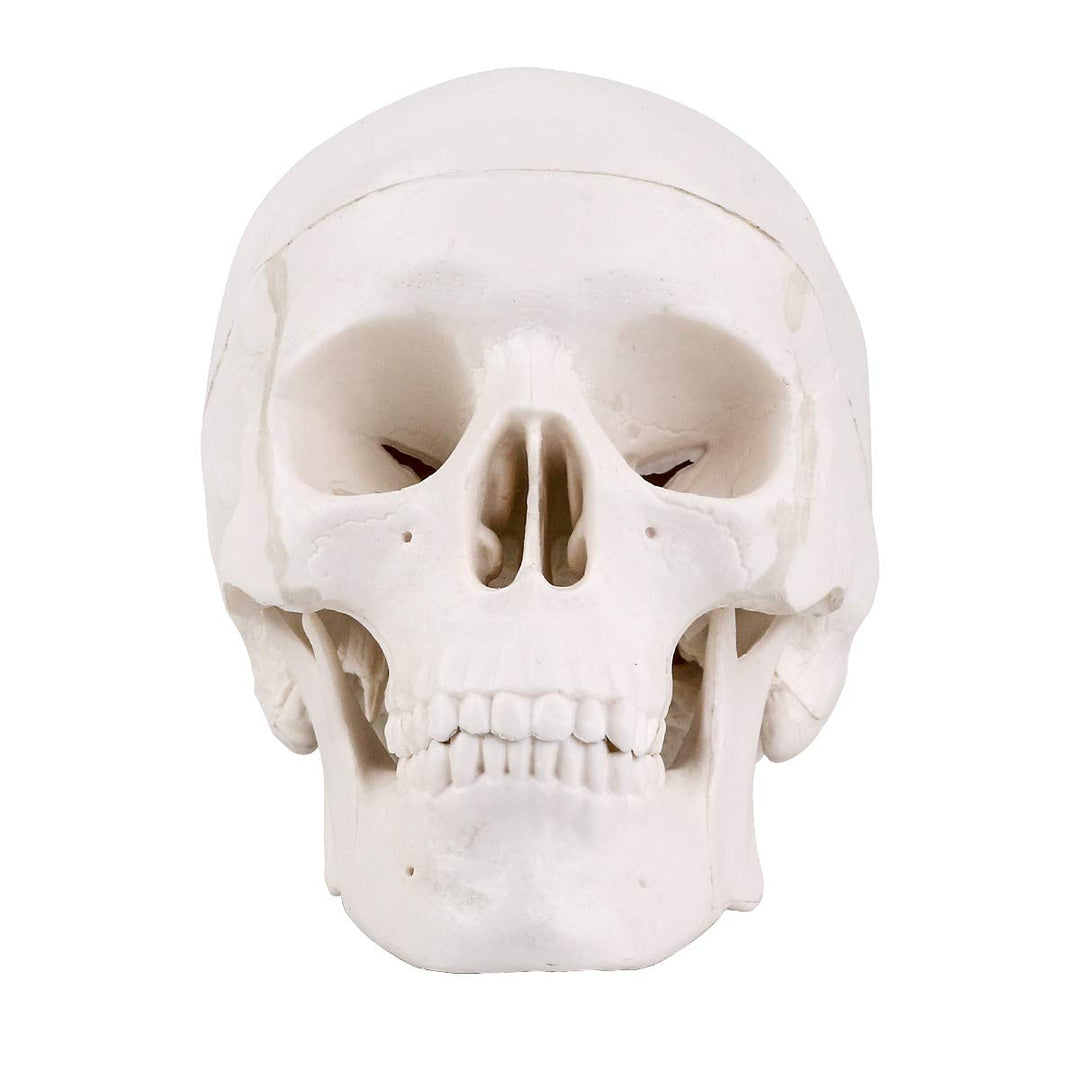 Mini Skull Model - 3 Parts Small Size Human Anatomical Anatomy Medical Teaching Skeleton Head Studying