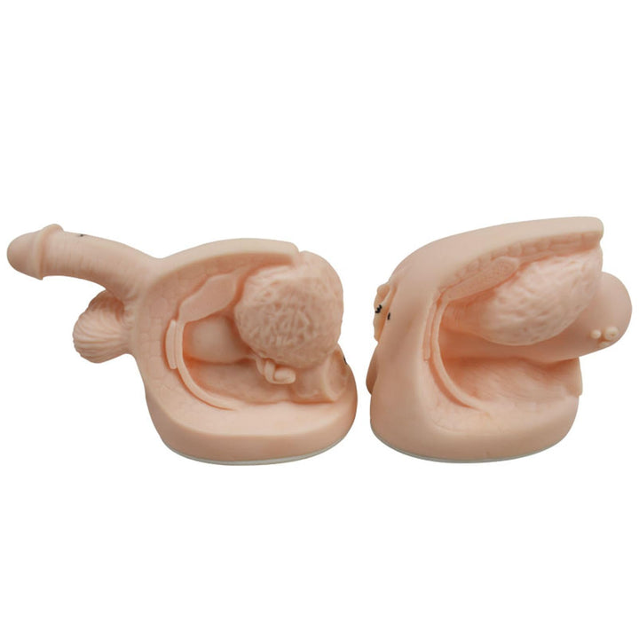 INTBUYING Male and Female Catheter Anatomy Model auatomy Model of Urinary Systemm and Urinary Mold Male and Female Genitals Model for Clinical Teaching