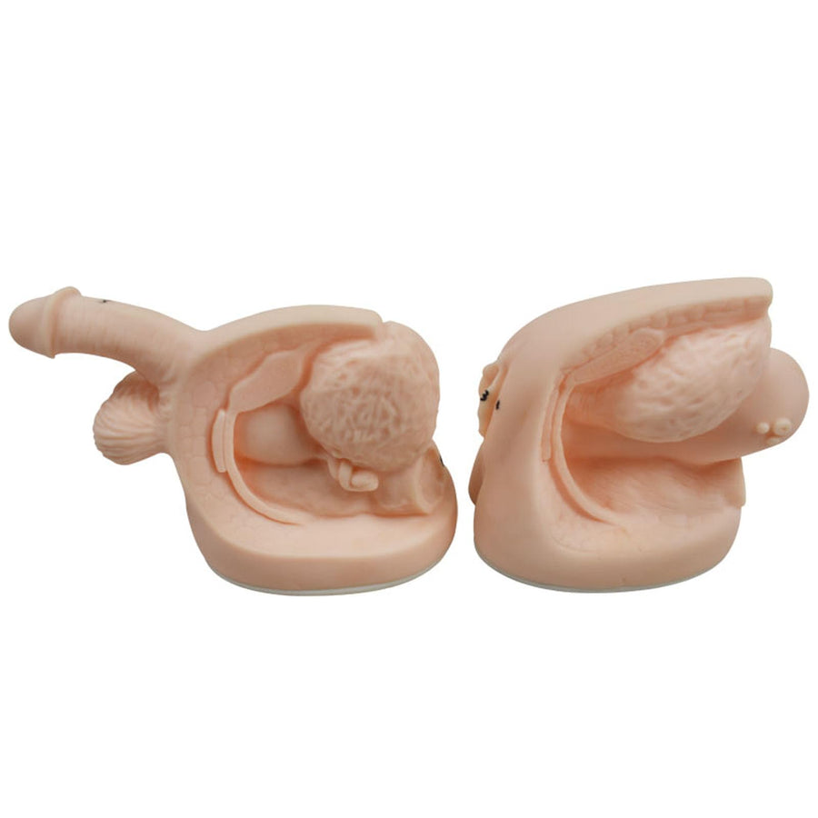 INTBUYING Male and Female Catheter Anatomy Model auatomy Model of Urinary Systemm and Urinary Mold Male and Female Genitals Model for Clinical Teaching