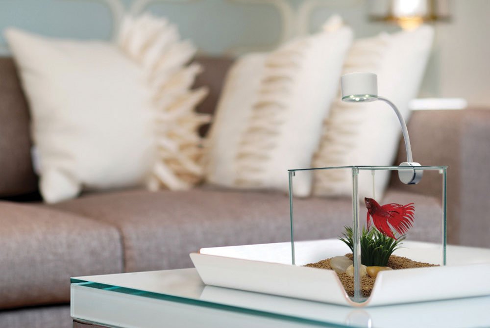 CUBUS Glass Betta Kit – Elegant Glass Aquarium for Homes or Offices