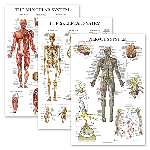 3 Pack - Muscle + Skeleton + Nervous System Anatomy Poster Set - Muscular and Skeletal System Anatomical Charts - Laminated 18 x 24