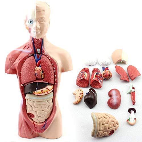 11-inch Male Human Torso Body Anatomy Model Including Skeleton Visceral for Medical Students Study