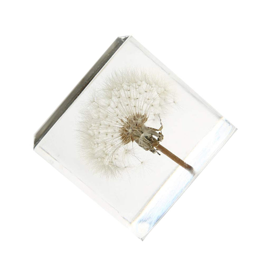 3D Dandelions Paperweight Real Puff Specimen Statue in Crystal Glass Cube Desk Ornament Fengshui Decor for Graduation Birthday Glass Balls