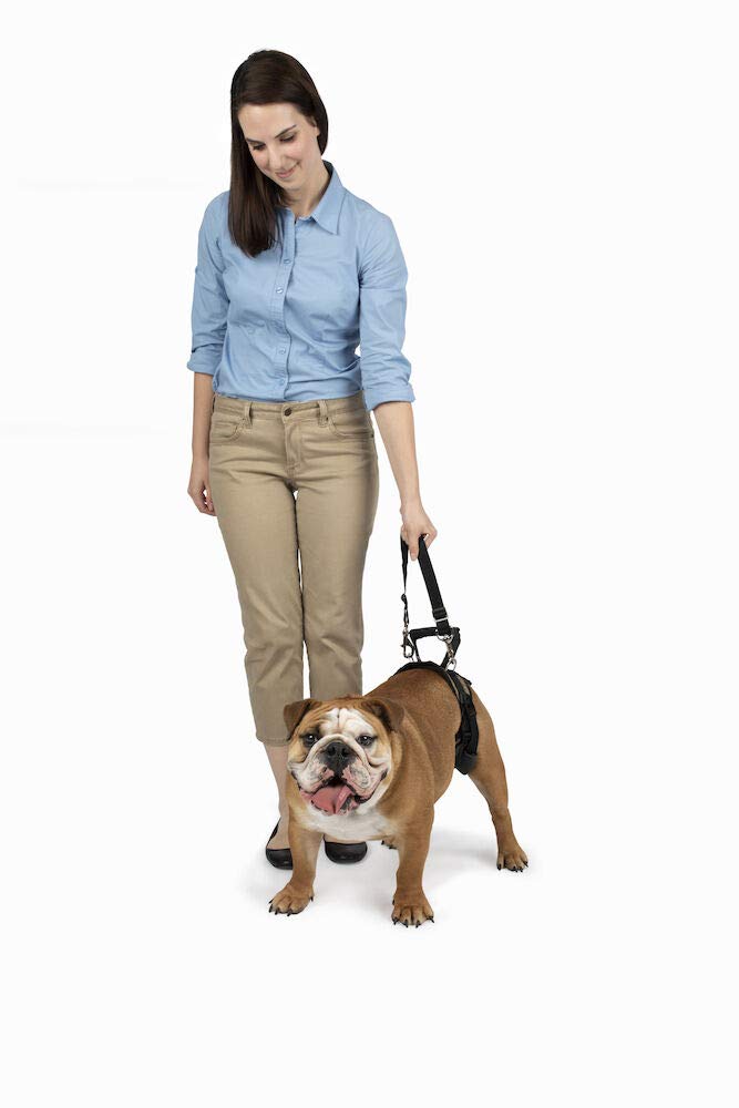 CareLift Rear Support Harness - Lifting Aid with Handle and Shoulder Strap - Fits Waist Measuring 19-31 inches, Dog Weight 35lb-70lb, Medium, Black