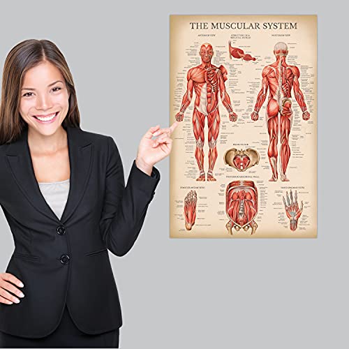 Vintage Muscular System Anatomical Chart - Human Muscle Anatomy Poster (LAMINATED, 18 x 24)