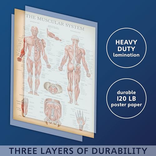 Vintage Muscular System Anatomical Chart - Human Muscle Anatomy Poster (LAMINATED, 18 x 24)