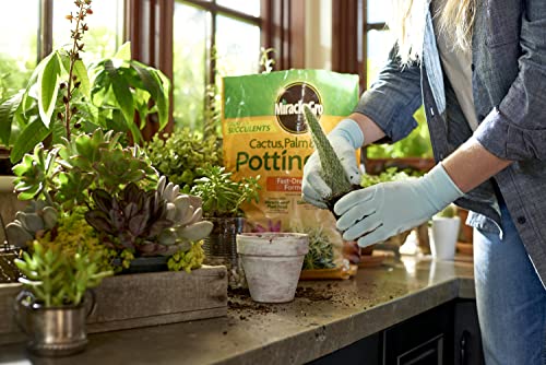 Cactus, Palm and Citrus Potting Mix, For Indoor or Outdoor Container Plants, Great for Succulents, 8 qt.