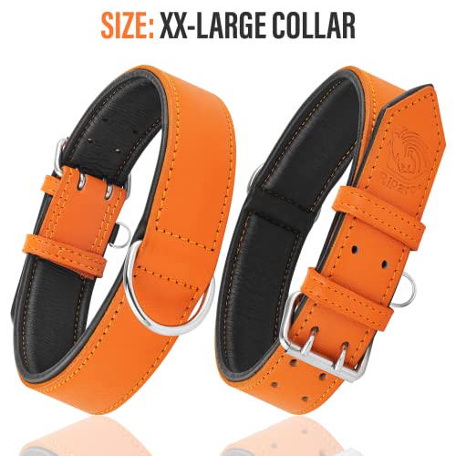 Riparo Leather Dog Collar, Large Dog Collar, Padded Heavy Duty Dog Collar with Dog Tag Holder, Orange Dog Collar (XL, Orange)