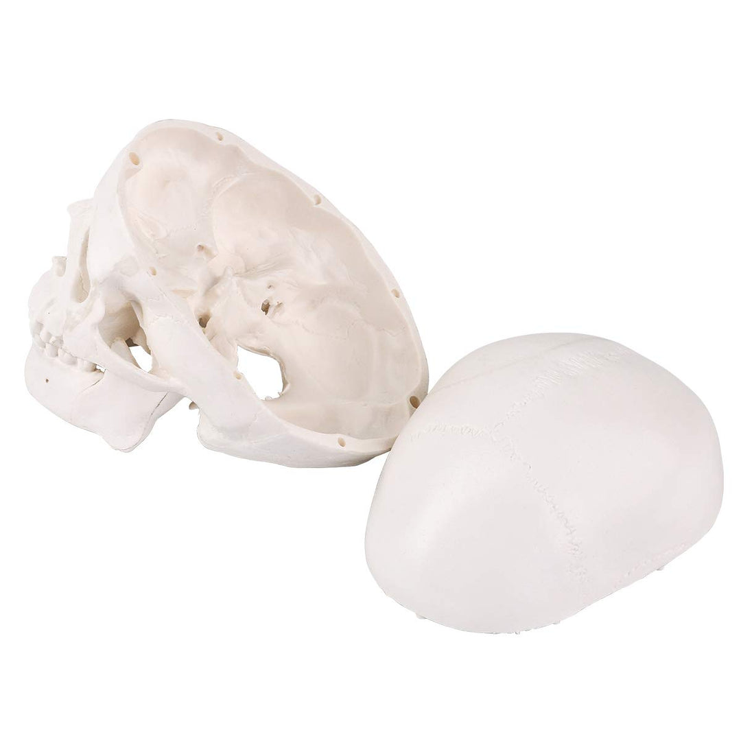 Mini Skull Model - 3 Parts Small Size Human Anatomical Anatomy Medical Teaching Skeleton Head Studying