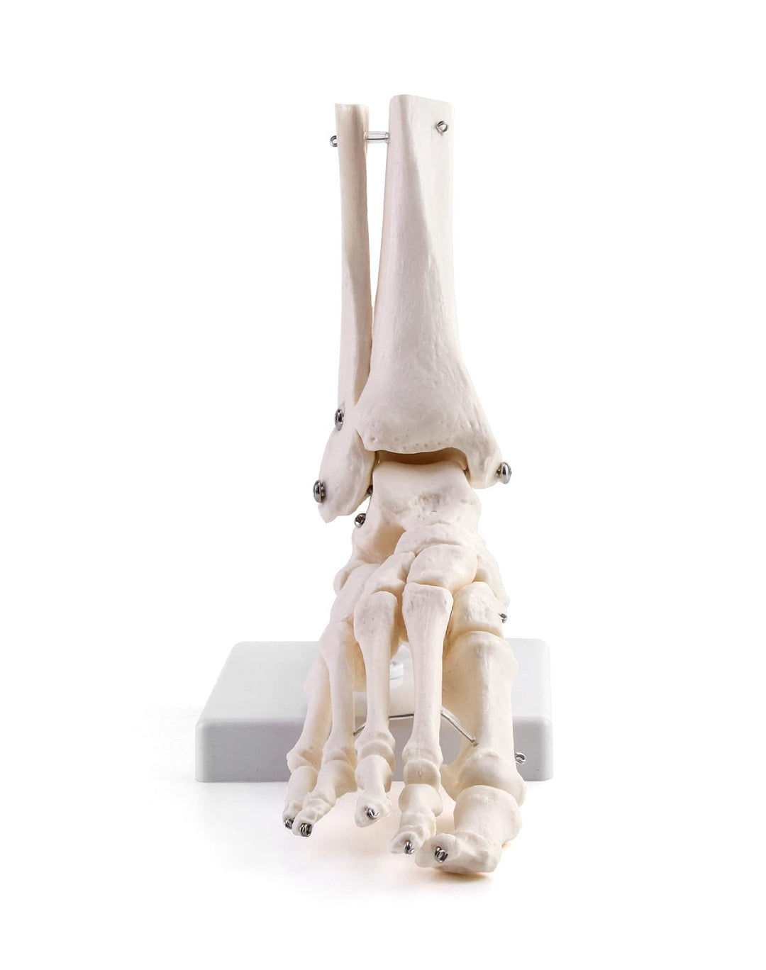 Human Foot Skeleton Model, Life Size Medical Anatomy Foot and Ankle Model, Right, Fully Articulated, for Medical Study & Science Classroom