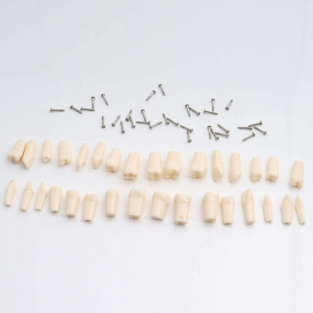 Dental Typodont Teeth Model 200 Type Kilgore Nissin Removable Teeth Suitable for Dental Students Practice Operation and Teaching Demonstration