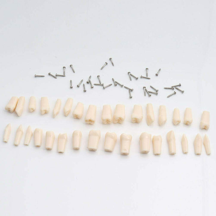Dental Typodont Teeth Model 200 Type Kilgore Nissin Removable Teeth Suitable for Dental Students Practice Operation and Teaching Demonstration