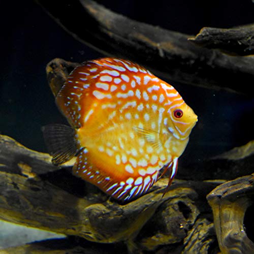 Discus Buffer 250gram