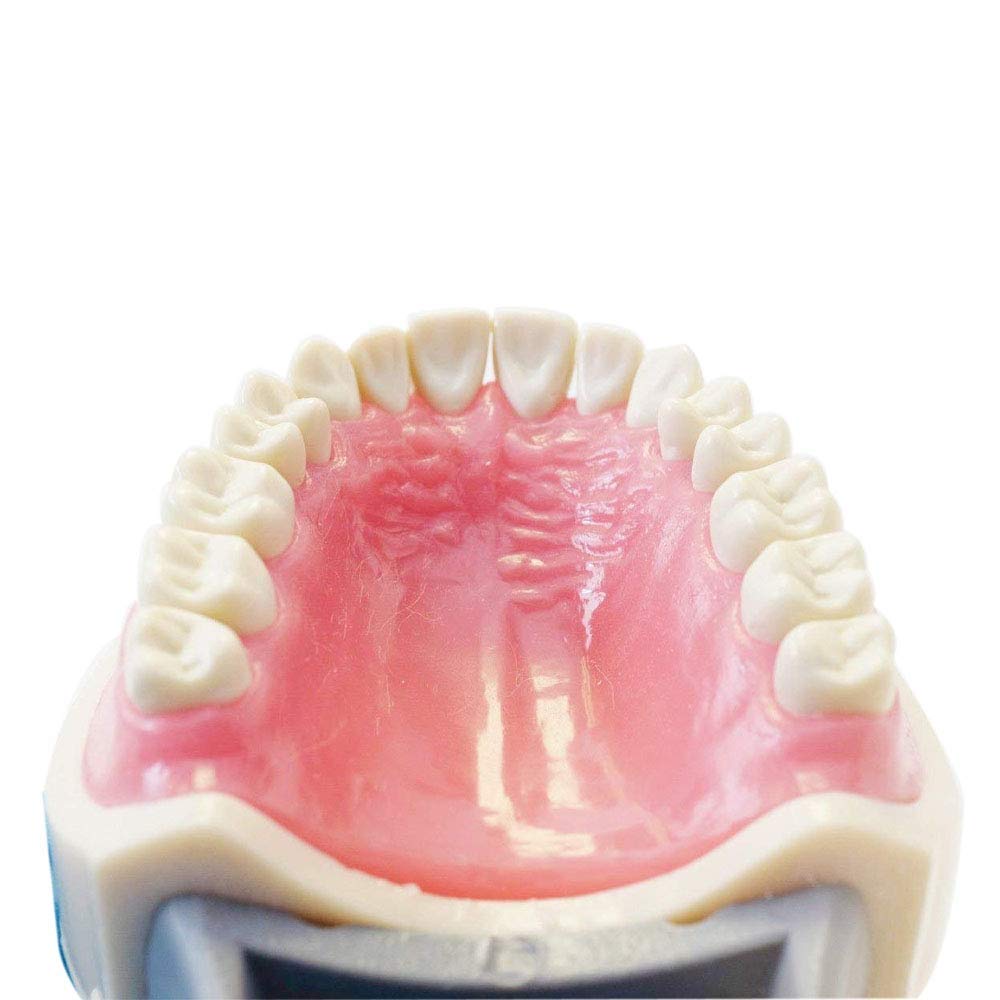 Dental Typodont Teeth Model 200 Type Kilgore Nissin Removable Teeth Suitable for Dental Students Practice Operation and Teaching Demonstration