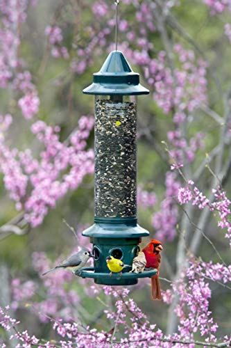 Squirrel Buster Plus Squirrel-proof Bird Feeder w/Cardinal Ring and 6 Feeding Ports, 5.1-pound Seed Capacity, Adjustable, Pole-mountable (POLE ADAPTOR SOLD SEPARATELY), Green