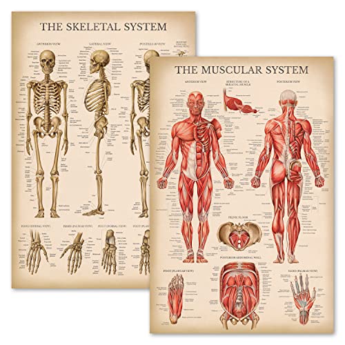 Vintage Muscular & Skeletal System Anatomical Chart Set - Human Skeleton & Muscle Anatomy Posters (LAMINATED, 18 x 24)