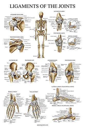 4 Pack - Anatomical Poster Set - Laminated - Muscular, Skeletal, Ligaments of the Joints, Anatomy of the Spine - Anatomy Chart Set (LAMINATED, 18” x 24”)