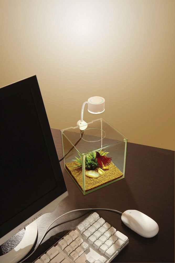 CUBUS Glass Betta Kit – Elegant Glass Aquarium for Homes or Offices